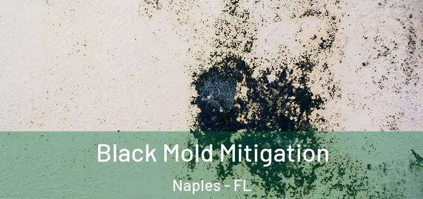  Black Mold Mitigation Naples - FL