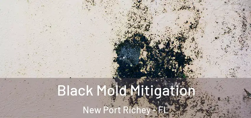  Black Mold Mitigation New Port Richey - FL