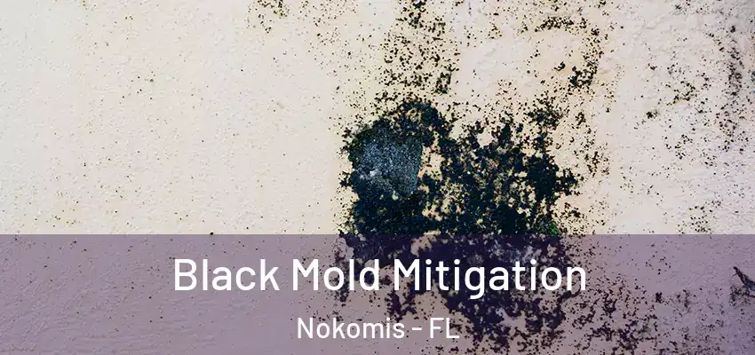  Black Mold Mitigation Nokomis - FL