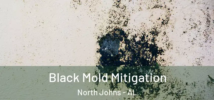  Black Mold Mitigation North Johns - AL