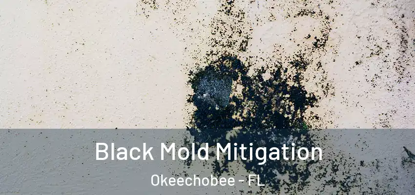  Black Mold Mitigation Okeechobee - FL