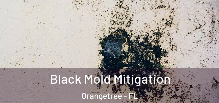  Black Mold Mitigation Orangetree - FL