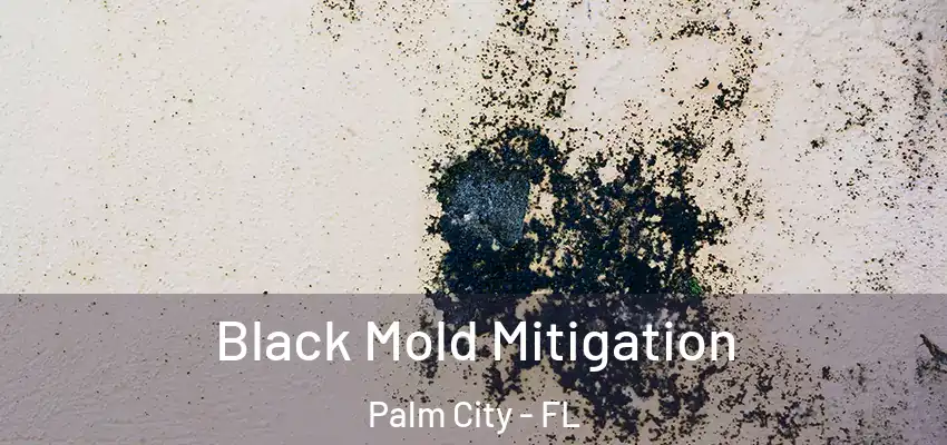  Black Mold Mitigation Palm City - FL