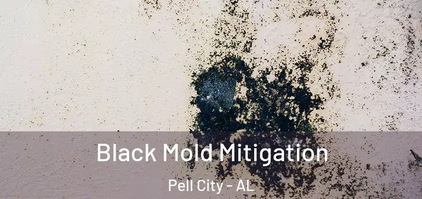  Black Mold Mitigation Pell City - AL