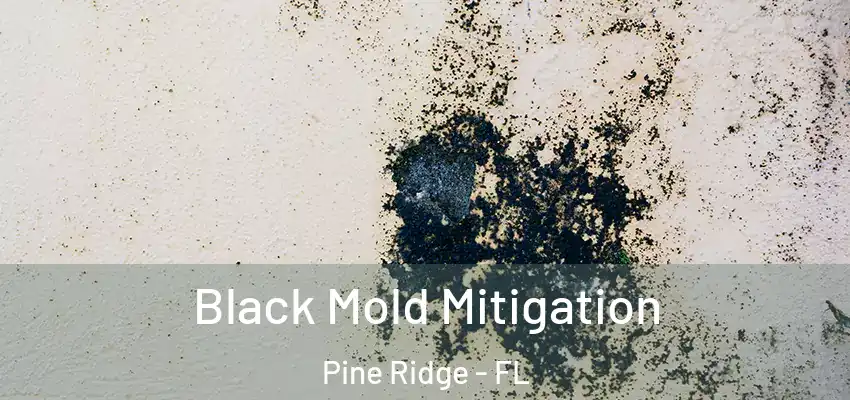  Black Mold Mitigation Pine Ridge - FL