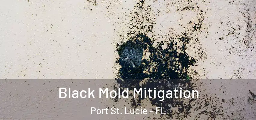  Black Mold Mitigation Port St. Lucie - FL