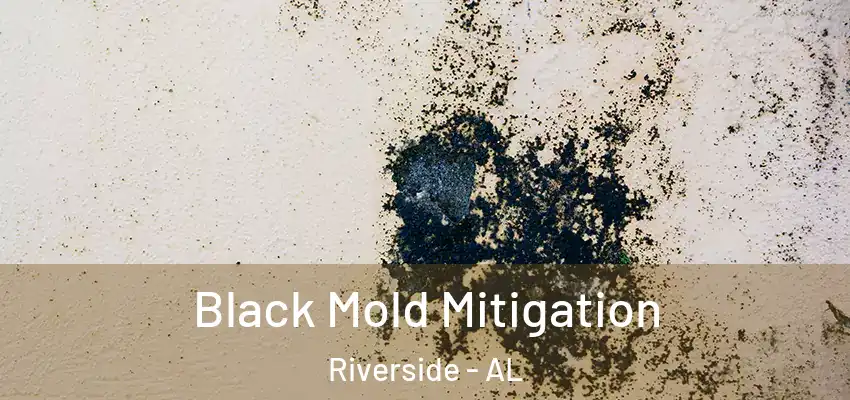  Black Mold Mitigation Riverside - AL