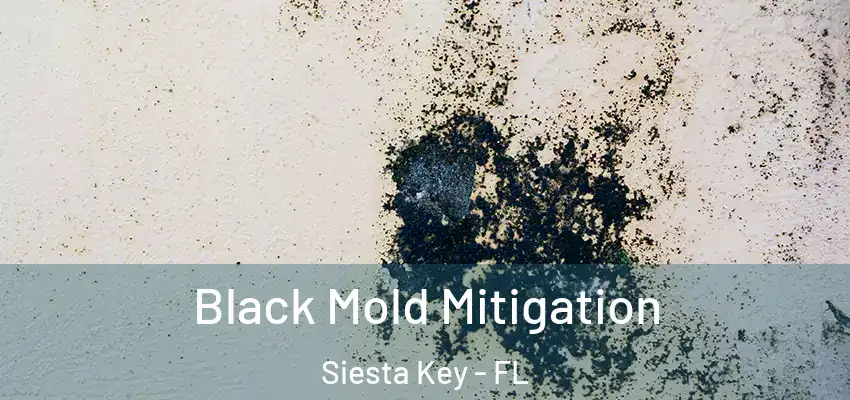  Black Mold Mitigation Siesta Key - FL