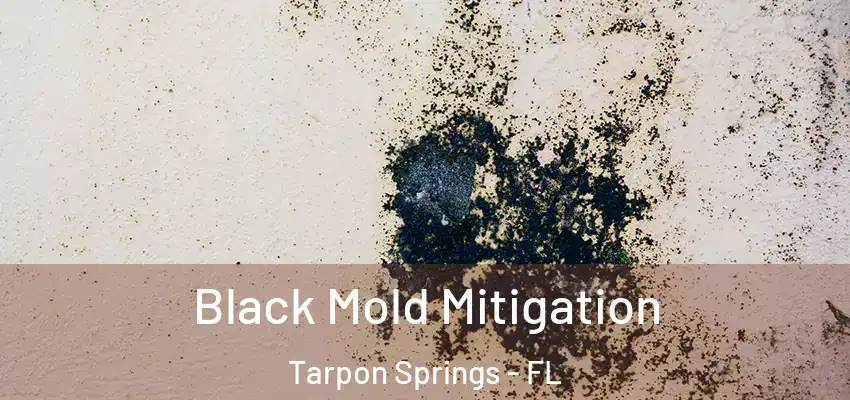  Black Mold Mitigation Tarpon Springs - FL