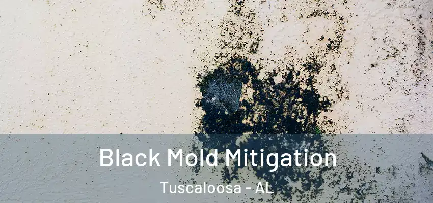  Black Mold Mitigation Tuscaloosa - AL