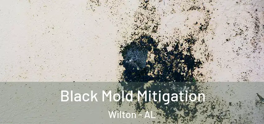  Black Mold Mitigation Wilton - AL