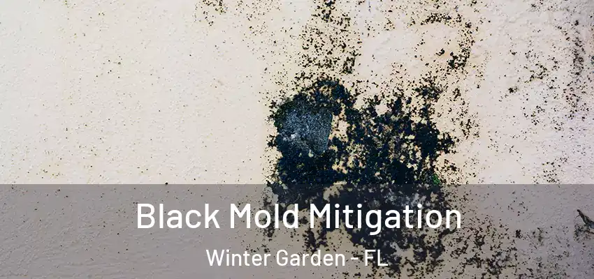  Black Mold Mitigation Winter Garden - FL