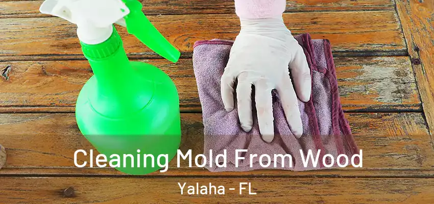 Cleaning Mold From Wood Yalaha - FL