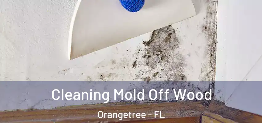  Cleaning Mold Off Wood Orangetree - FL