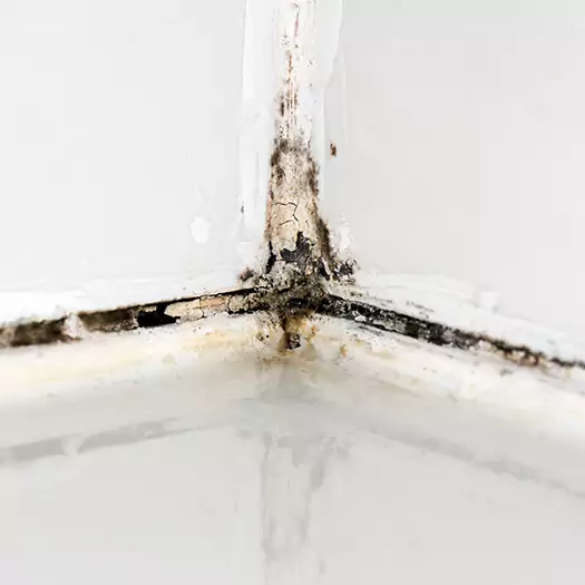 Trusted Black Mold in Shower Experts in Joppa, AL