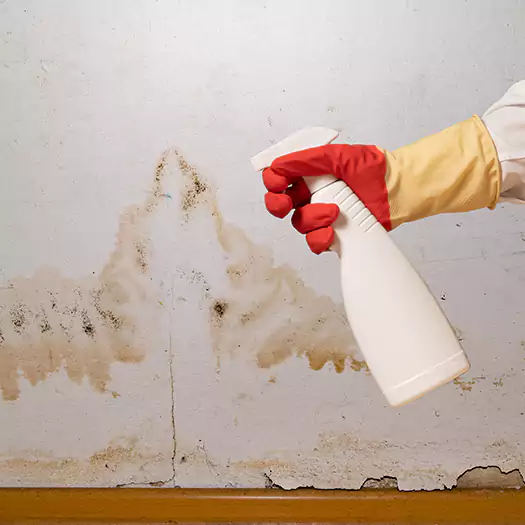 Trusted Black Mold Mitigation Specialists in Joppa, AL