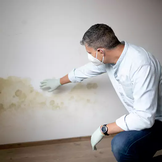 Trusted Mold Remediation and Removal Experts in Joppa, AL