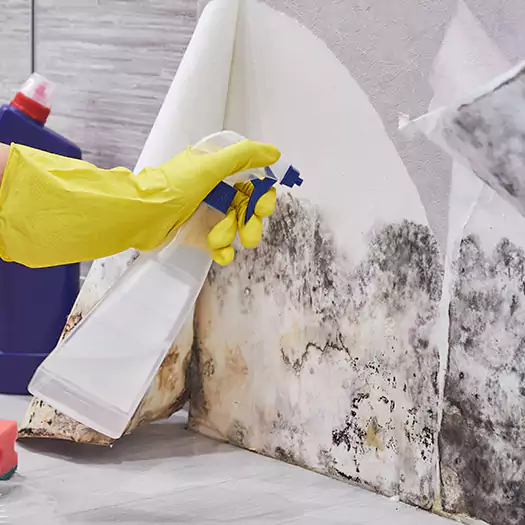 Reliable Mold Abatement Specialists in Joppa, AL