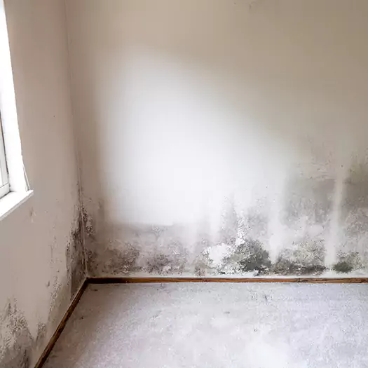 Trusted Mold Cleanup Specialists in Joppa, AL