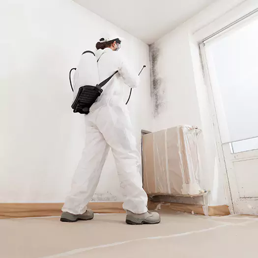 Trusted Mold Damage Experts in Joppa, AL