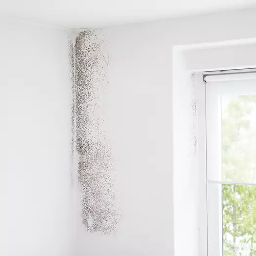 Trusted Mold Eradication Professionals Serving in Joppa, AL