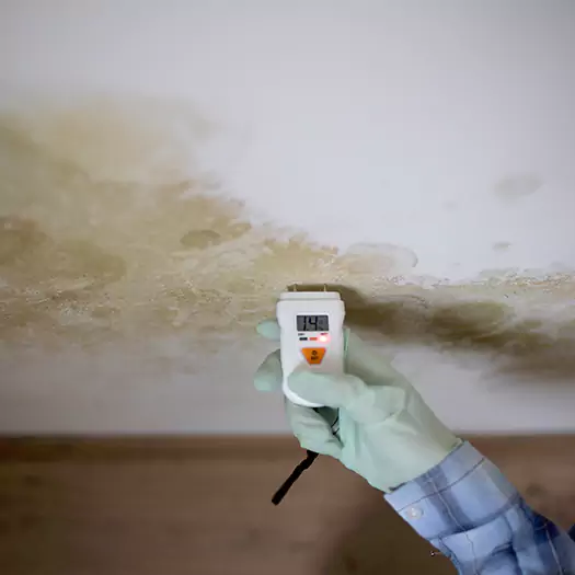Reliable Mold Inspection Experts in Joppa, AL