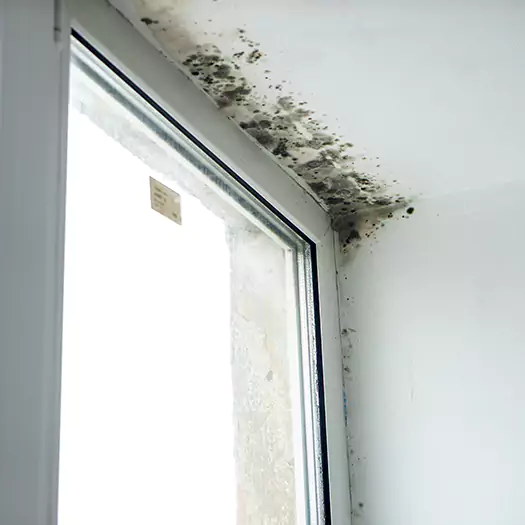 Trusted Mold on Bathroom Ceiling Experts in Joppa, AL