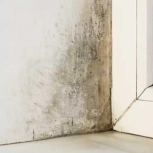 Skilled Mold on Drywall Experts in Joppa, AL