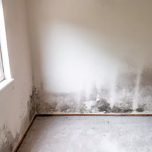 Trusted Mold on the Wall Experts in Joppa, AL