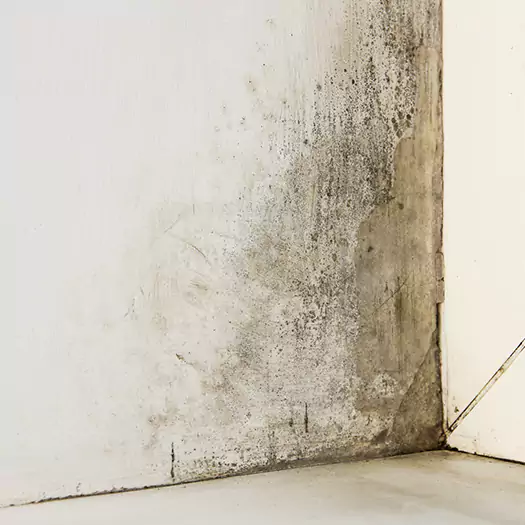 #1 Mold Remediation and Removal Experts in Joppa, AL