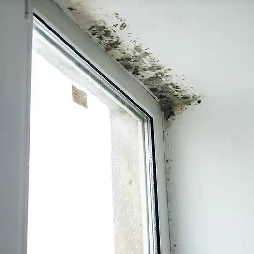 Reliable Mold Treatment Specialists in Joppa, AL