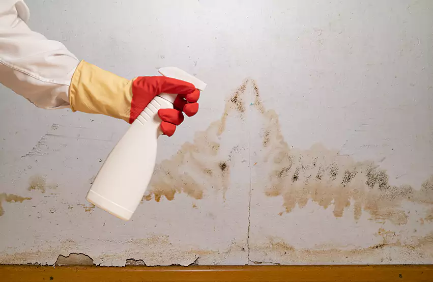 Prevent Future Mold in Joppa, AL
