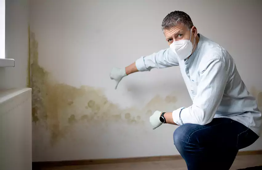 Mold Removal in Joppa, AL