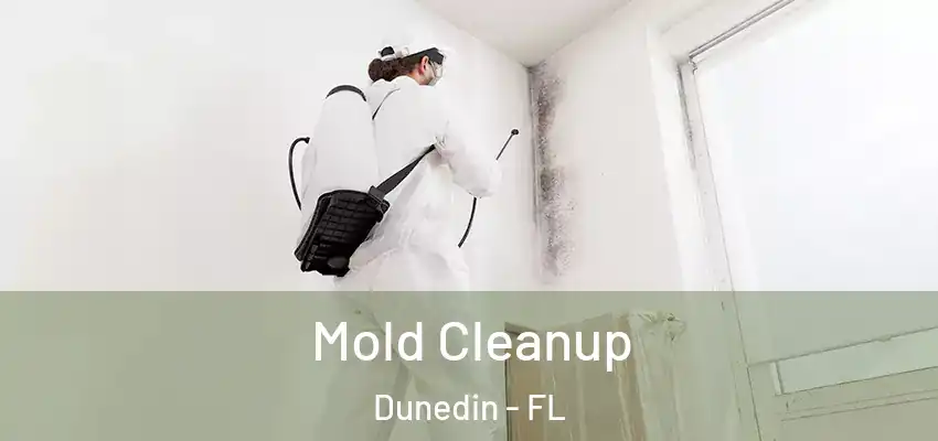 Mold Cleanup Dunedin - FL