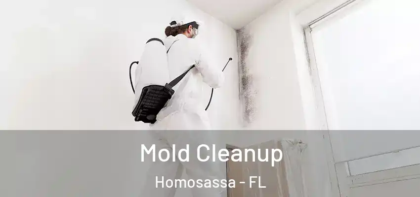  Mold Cleanup Homosassa - FL