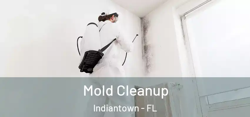  Mold Cleanup Indiantown - FL