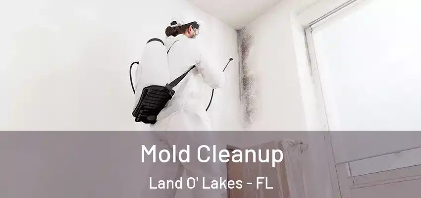  Mold Cleanup Land O' Lakes - FL