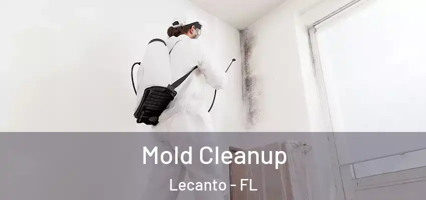 Mold Cleanup Lecanto - FL