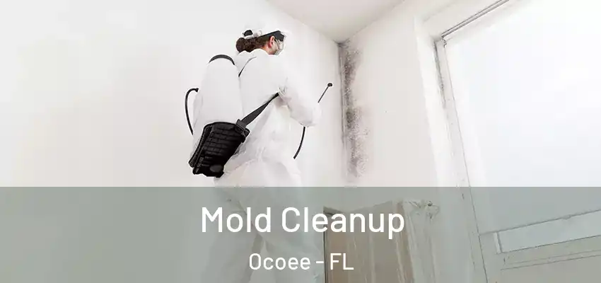Mold Cleanup Ocoee - FL