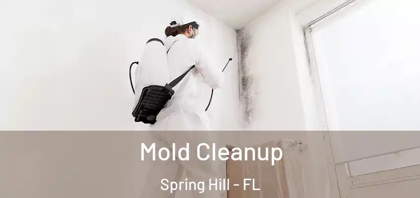  Mold Cleanup Spring Hill - FL
