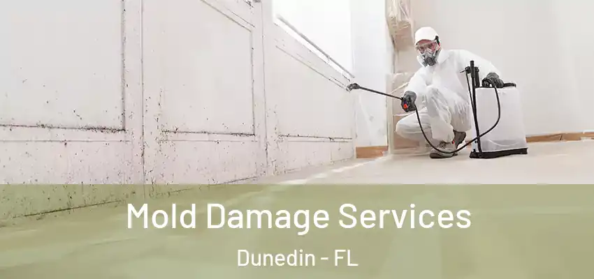 Mold Damage Services Dunedin - FL