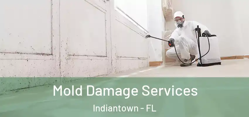  Mold Damage Services Indiantown - FL