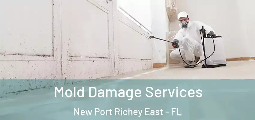  Mold Damage Services New Port Richey East - FL