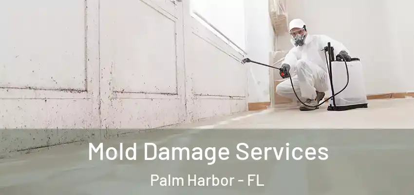  Mold Damage Services Palm Harbor - FL
