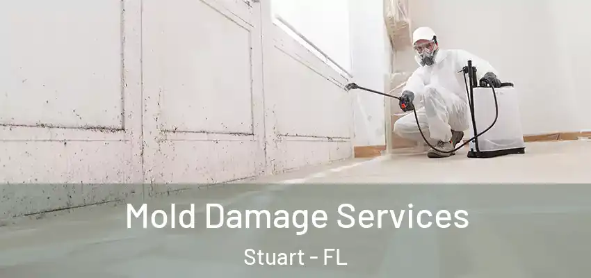  Mold Damage Services Stuart - FL