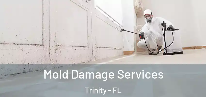  Mold Damage Services Trinity - FL