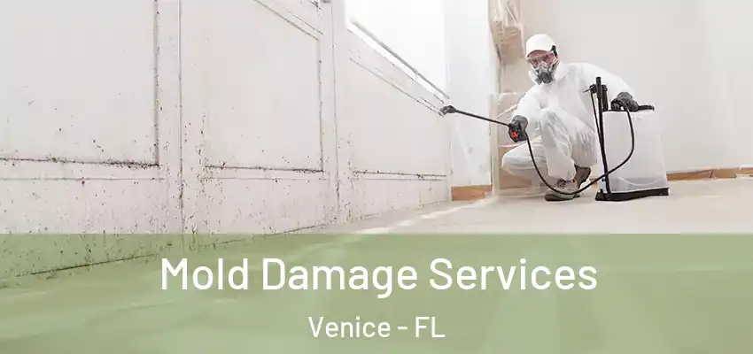  Mold Damage Services Venice - FL