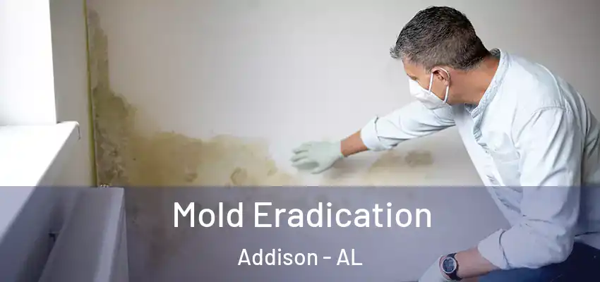  Mold Eradication Addison - AL