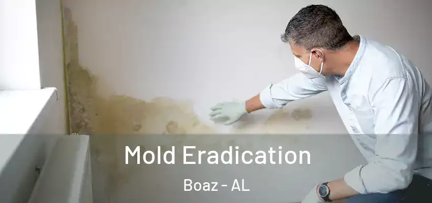 Mold Eradication Boaz - AL