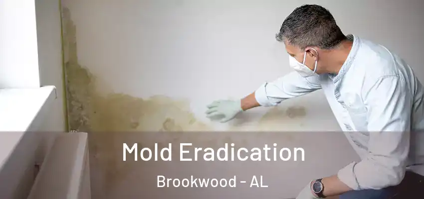  Mold Eradication Brookwood - AL